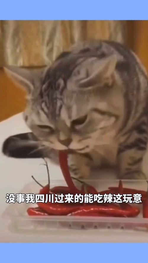 类似猫咪的在线视频,跟随猫咪在线视频，领略萌宠风采